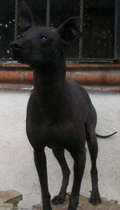 xolo (10)   