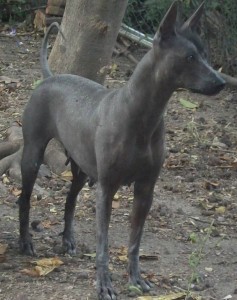 xolo (15)   