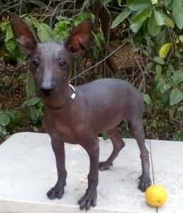 xolo (21)   