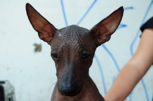 xolo (23)   