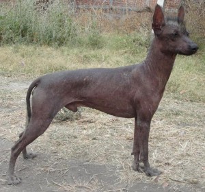 xolo (33)    