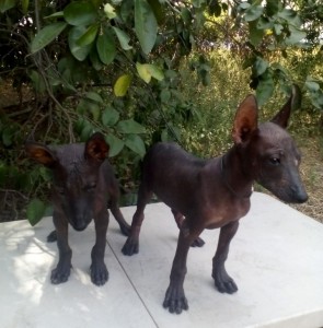 xolo (36)     