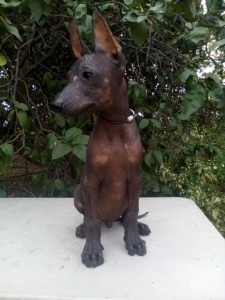xolo (39)     