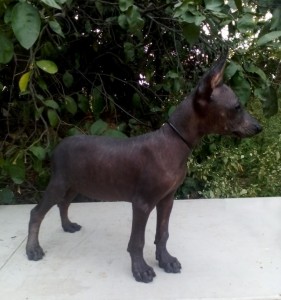 xolo (41)     