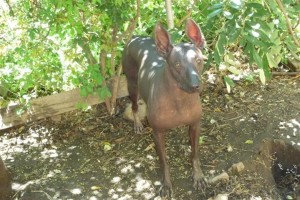 xolo (48)     
