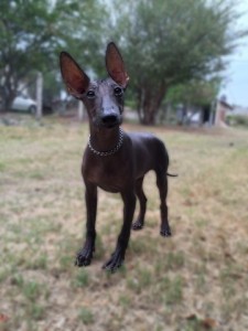 xolo (50)     