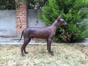 xolo (51)      