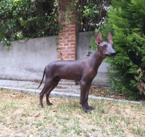 xolo (52)      