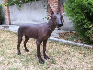 xolo (53)        